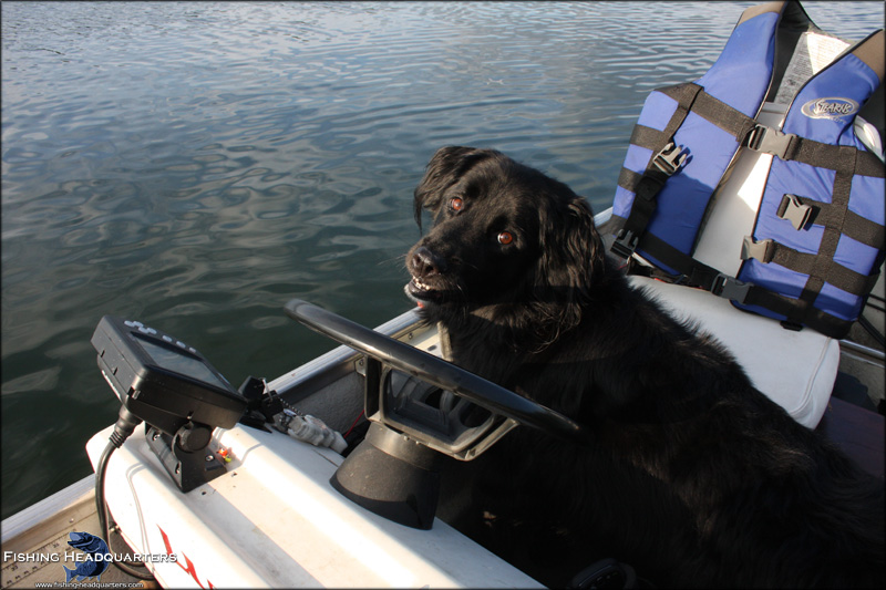 best fishing dogs