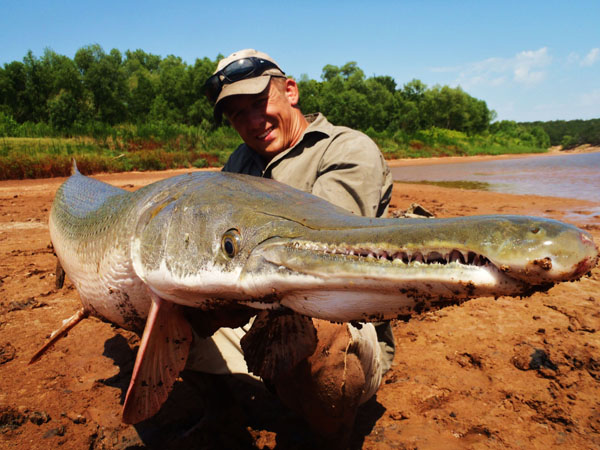  Alligator Gar: North America's Largest  Predatory Fish