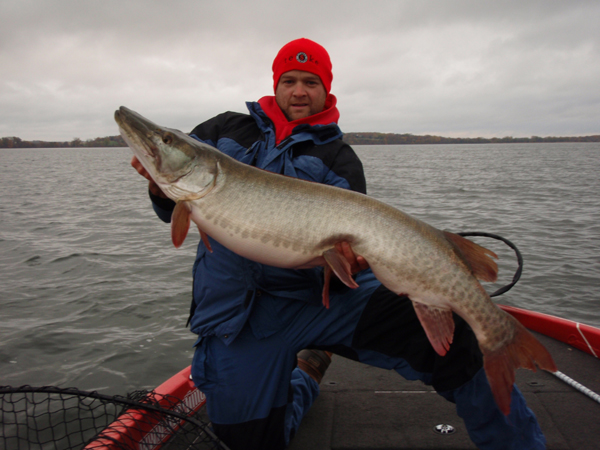 MUSKY FISHING WEED EDGES!! - Targeting Muskies with Rubber Baits 