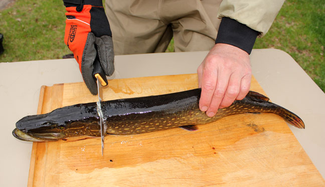  How to Clean a Northern Pike