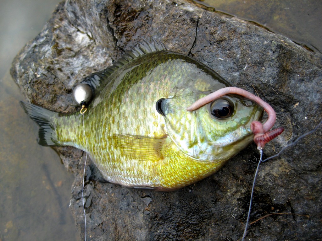 Drop Shotting for Crappie - Rip Lips Tips