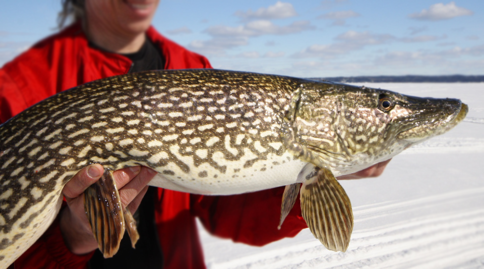 Tip Up Tactics For Trophy Pike - Virtual Angling